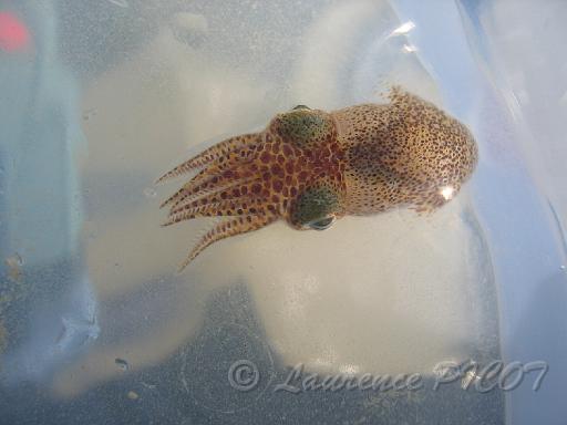 sépiole chausey.jpg - la sépiole, ce spécimen a été trouvé dans une mare lors d'une marée à pied